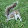 Mr. Squirrel