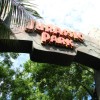 We survived Jurassic Park