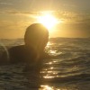 Elg (frode) i solnedgang